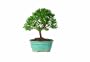 Brussel's Teenie Genie Indoor Bonsai Tree, Small