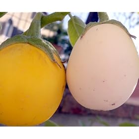 AMAZING Egg Tree 15 Seeds-Grow Indoors/Out-Edible Fruit Edible Fruit