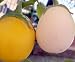 AMAZING Egg Tree 15 Seeds-Grow Indoors/Out-Edible Fruit