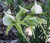 Angraecum eburneum 668