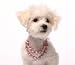 Dog Jewelry - Pink Shimmers Collection-Stunning Jewelry for the Most Pampered Pet!-Small