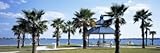 IMAGE OF Shade and Palm Trees in a Park, Bayfront Park, Sarasota Bay, Sarasota, Florida, USA by Panoramic Images , 20x60