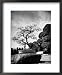 110 Year Old Bonsai Maple Tree on Estate of Collector Keibun Tanaka in Suburb of Tokyo Transportation Framed Art Poster Print by Alfred Eisenstaedt, 18x22