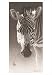 Grant, the Zebra by Robert L. Caldwell poster print,13 in. x 19 in.