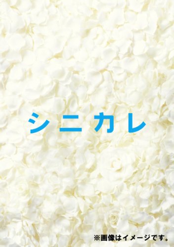 シニカレ完全版 DVD-BOX[DVD]