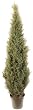 4' INDOOR / OUTDOOR Cedar Arborvida Plant