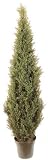 4' INDOOR / OUTDOOR Cedar Arborvida Plant Image