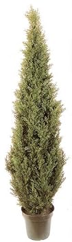 4' INDOOR / OUTDOOR Cedar Arborvida Plant