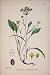 Hare'S-Ear Flower Plant Yellow Colour Old Print C1878