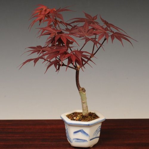 小品盆栽：野村もみじ