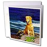 Dogs Golden Retriever - Golden Retriever - Greeting Cards-12 Greeting Cards with envelopes