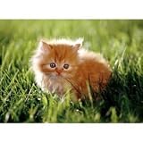 30 St? Ck Orange Kitten Puzzle by Melissa & Doug 41iK6U4hNCL. SL160 30 St? Ck Orange Kitten Puzzle by Melissa & Doug
