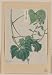Reprint Mame - pea or bean plant showing vine, leaves, pods, and blossoms 1878