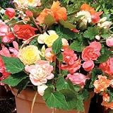 Thompson & Morgan 'Scentsation Mixed' Begonia Seeds **Limited Supply Available**