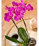 from Bunches Phalaenopsis Orchid Plant