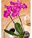 Phalaenopsis Orchid Plant