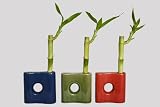 41iL ZhbK8L. SL160  KL Design & Import   3 Colors Sunflower Money Bags Style Ceramic Vases and total 9 Lucky Bamboo