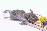 A Dead Field Mouse in a Mousetrap. - 36