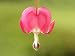 Bleeding Heart - 36