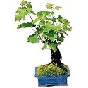 Living Grapevine Bonsai