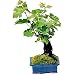 Living Grapevine Bonsai