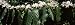 Flowers on Coffee Plants, Kealakekua Bay, Kona, Hawaii, USA Floral & Botanical Photographic Poster Print by Panoramic Images , 8x24
