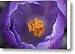 Dutch Crocus Crocus Vernus Flower Canvas Print / Canvas Art - Artist Silvia Reiche