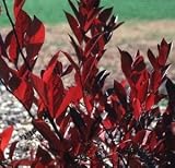 'Little Henry' Sweetspire - Itea - Flowering Shrub - Proven Winners