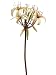 Faux 38 Amaryllis Spray Green (Pack of 4)