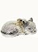 41iP6iXr4bL. SL75  The sleeping pill