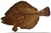 Flounder Fish 10