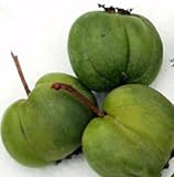 Amazon / Hirts: Fruits & Berries: Hardy Chang Bai Kiwi Plant - Actinidia - FEMALE - Large Fruit