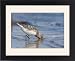 Framed Prints of Sanderling - adult standing in shallow water on the edge of a sandy beach from Ardea Wildlife Pets