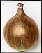 Photographic Prints of Allium Cepa (Onion) Ailsa Craig from Mary Evans