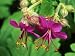 Hardy Geranium Macrorrhizum, evergreen - 1 plant