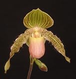 Lady Slipper Orchid with Curly Petals (Paph Clifton Booth)