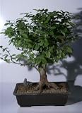 Bonsai Boy's European Hornbeam Bonsai Tree<br><i>(carpinus betulus)</i>