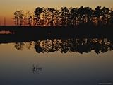 IMAGE OF Sunset Behind Loblolly Pines on a Tidal Marsh Premium Photographic Poster Print, 30x40