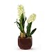 White Hyacinth w/Glazed Pot Silk Flower Arrangement
