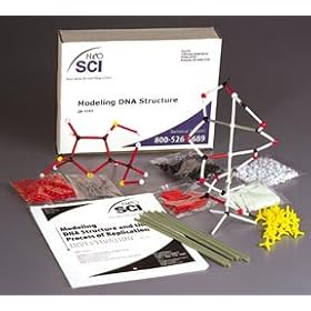Modeling DNA Structure and the Process of Replication Kit; Models of the 4 DNA Bases Form Helix