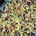 Sprouting Seeds - Adzuki Beans