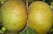 Belle De Boskoop Apple Tree, Five Gallon Container--Good for Extreme Winter Areas