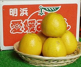 美生柑（宇和ゴールド）　10ｋｇ