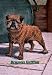 Typical Brussels Griffon Champion - 16x24 Giclee Fine Art Print framed in Black (20x30 finished)