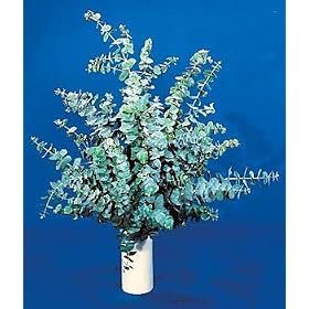 Silver Dollar Eucalyptus Herb 25 Seeds-Houseplant or Outdoor
