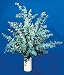 Silver Dollar Eucalyptus Herb 25 Seeds-Houseplant or Outdoor