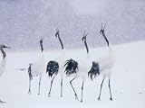 Cranes in the Tsurui Bird Sanctuary, Hokkaido, Japan Photographic Poster Print, 40x30