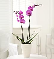 Double Orchid