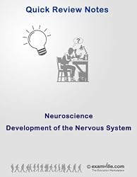 Neuroscience Review: Development of the Nervous System (Quick Review Notes)