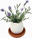 Eggling - Lavender de Provence Image